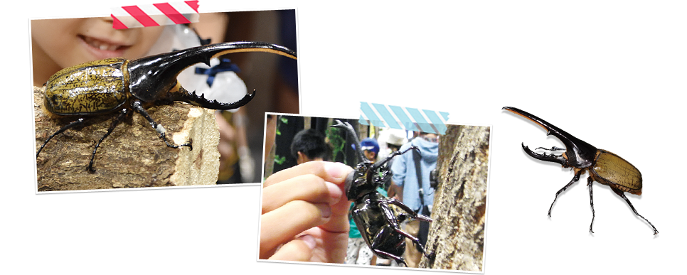 ふれあいの里 自由に触れられるカブトムシが150匹以上集結!