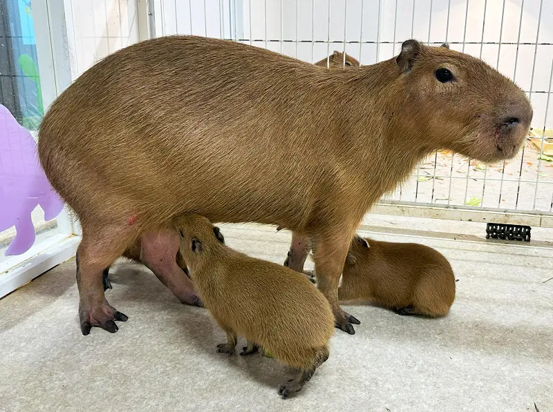 3つ子のカピバラの赤ちゃんが誕生 屋内型ふれあい動物園