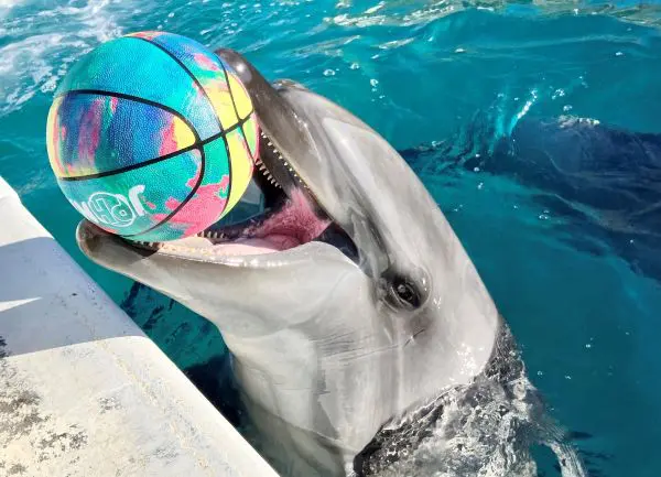 イルカさん 高知観光] 室戸ドルフィンセンターのイルカさん – 旅とまちなみ