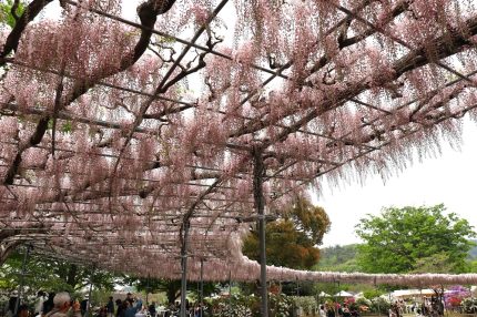 あしかがフラワーパークは早咲きのうす紅藤が満開 「ふじのはな物語