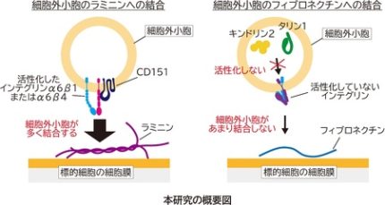 prw_PI4im_X1Znz2k2-430x229.jpg