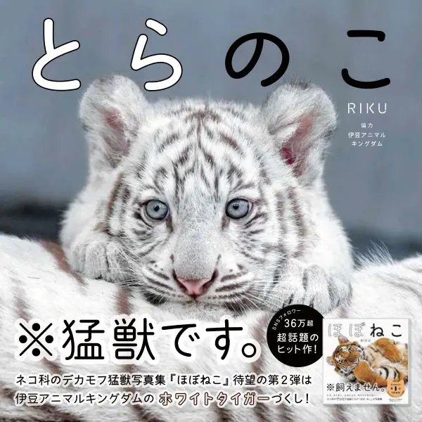 K*s様 ビカクシダ　ホワイトタイガー　white tiger 猛獣なのにかわいくて神々しい 希少なホワイトタイガーの写真集