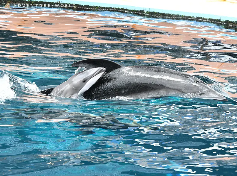 昨夏誕生したバンドウイルカの愛称をお母さんイルカが発表 横浜