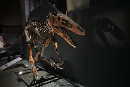博物館泳ぐ14mスピノサウルス！最速5万人突破の恐竜展「獣脚類2025
