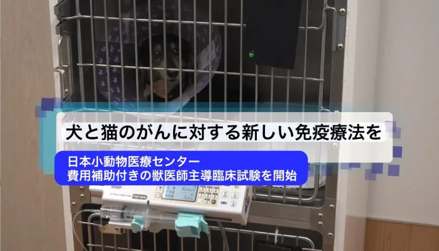 犬と猫のがんに対する新しい免疫療法を 日本小動物医療センター 費用