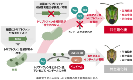 共生進化の鍵となる細菌遺伝子を同定 | プレスリリース | 株式会社