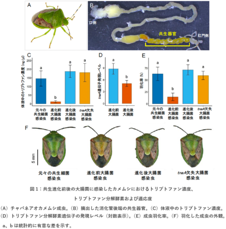 共生進化の鍵となる細菌遺伝子を同定 | プレスリリース | 株式会社