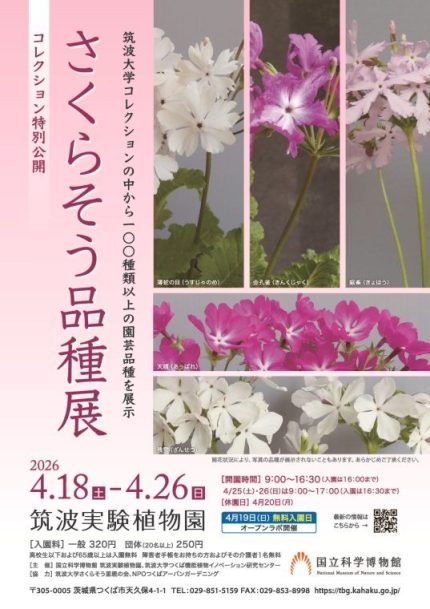 春を告げるサクラソウの品種展 栽培の歴史から品種の由来まで | 教育