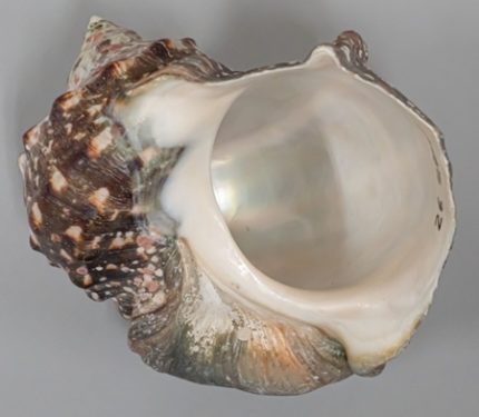 prw_PI3im_AAhvT3GC-430x375.jpg
