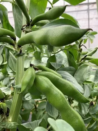 知ってください、尼崎の伝統野菜 「一寸ソラマメ」の即売会が開催中
