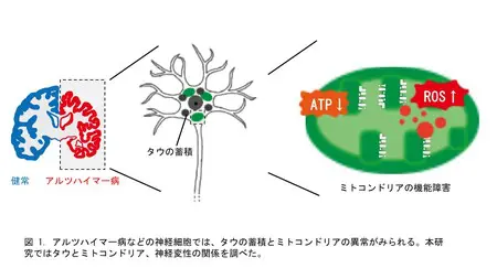 認知症の原因タンパク質によるミトコンドリアの変化を解明： 神経細胞