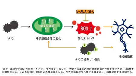 認知症の原因タンパク質によるミトコンドリアの変化を解明： 神経細胞