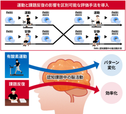 Does Exercise Change How the Brain Works? Latest Research Reveals Changes in Brain Activity