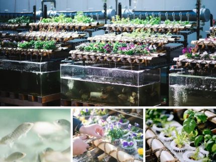 神奈川ページ 魚が野菜を育てる” 神奈川県庁の屋上に新しい共生の風景が誕生
