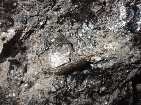 岩手県久慈市から発見された 恐竜時代の哺乳類化石とその重要性