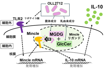 Lactiplantibacillus plantarum OLL2712」の抗炎症作用に関わる成分を